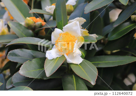 白い台湾椿(タイワンツバキ)の花 白い台湾椿(タイワンツバキ)の花 112640072