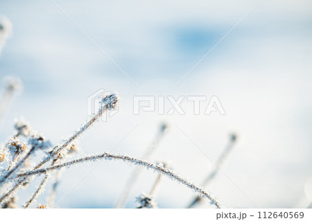 frost on grass, plants in winter early in the morning, natural winter phenomenon, natural winter background frost on grass, plants in winter early in the morning, natural winter phenomenon, natural winter background 112640569