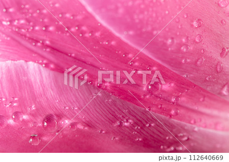 Close-up close-up of pink tulip petals with water droplets. natural background, texture 112640669