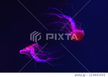 Group of fluorescent jellyfish swimming underwater aquarium pool with red neon light. Group of fluorescent jellyfish swimming underwater aquarium pool with red neon light. 112641435