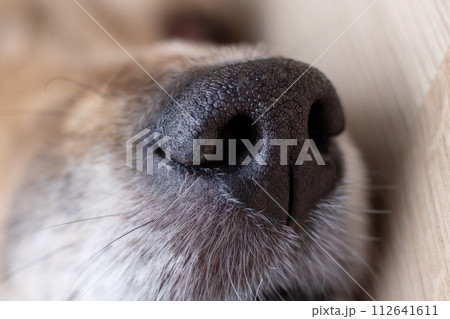 Black wet dog nose closeup, macro photography 112641611