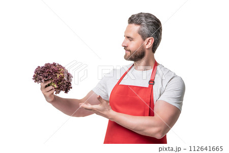 man in apron with lettuce vegetable isolated on white. vegan man in apron with lettuce vegetable isolated on white. vegan 112641665