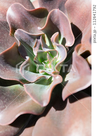 crassulaceae succulent cactus with dark leaves. natural background 112641792
