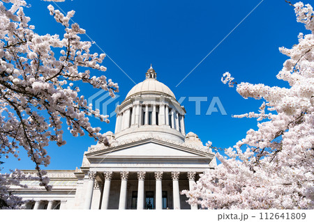 us capitol with white sakura bloom. Washington State Capitol. 112641809