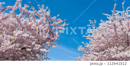 flowers of sakura tree in full spring bloom 112641812
