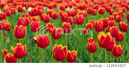red flowers of fresh holland tulips in field. blooming flower 112641827