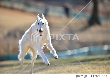 ドッグランで遊ぶボルゾイ犬 ドッグランで遊ぶボルゾイ犬 112641843