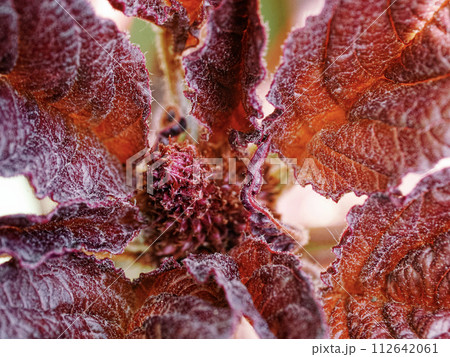 Vibrant red leaves with visible veins and rough texture. 112642061