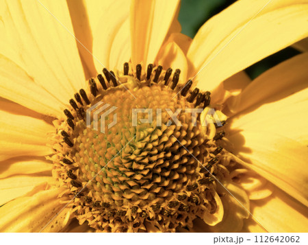Macro shot of a flower, highlighting the textured center and soft, yellow petals surrounding it. Macro shot of a flower, highlighting the textured center and soft, yellow petals surrounding it. 112642062