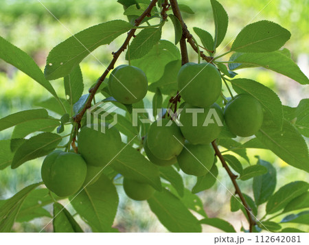 A close-up of green cherry plums hanging from a branch, surrounded by lush leaves. 112642081