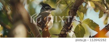 Closeup Red-whiskered bulbul is sitting on a tree. 112642282