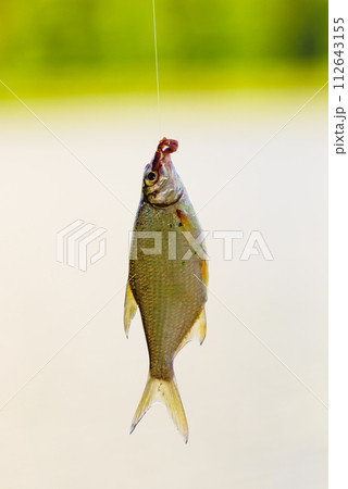 Fish hanging on hook on fishing rod. 112643155