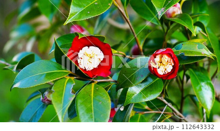 椿の卜伴。 112643332