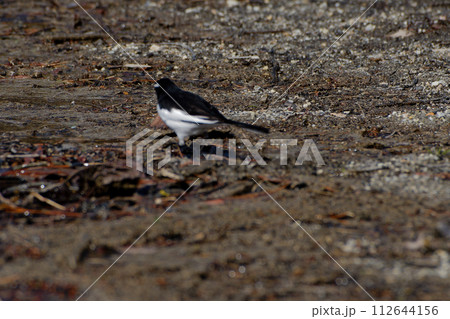 水辺の鳥　セキレイ科セグロセキレイ 112644156