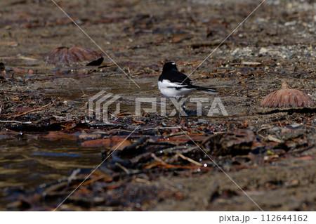 水辺の鳥　セキレイ科セグロセキレイ 112644162