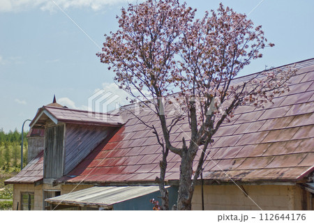 北海道の一般的な農家の桜咲く風景 北海道の一般的な農家の桜咲く風景 112644176
