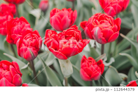 Close-up of a cluster of bright red tulips in full bloom 112644379