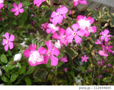 雪の帽子をかぶったピンクのお花さんを撮影しました。 112644605