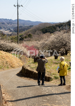 梅の名所 秋間梅林 群馬県安中市 梅の名所 秋間梅林 群馬県安中市 112644621