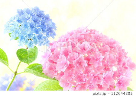 青とピンクのアジサイ 細かい八重咲の花が密集 黄色系の明るい背景 青とピンクのアジサイ 細かい八重咲の花が密集 黄色系の明るい背景 112644803