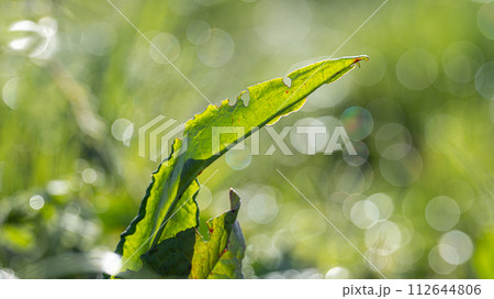 朝日に映える草の葉 朝日に映える草の葉 112644806