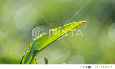 朝日に映える草の葉　 112644807