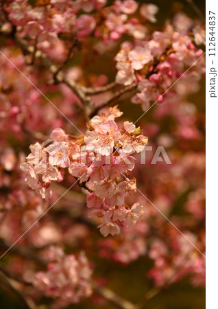 ピンクずくめの河津桜 ピンクずくめの河津桜 112644837