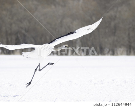 タンチョウの幼鳥の飛び立ち タンチョウの幼鳥の飛び立ち 112644944