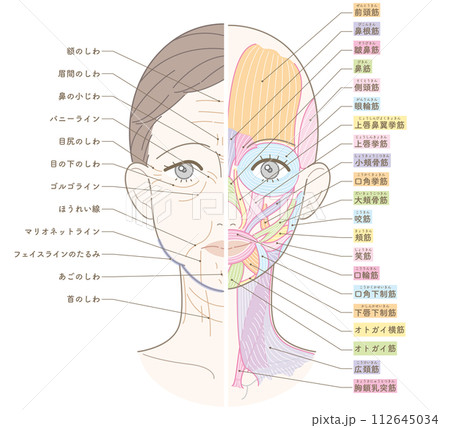 顔から首までのシワたるみ 半分筋肉 名称あり 顔から首までのシワたるみ 半分筋肉 名称あり 112645034