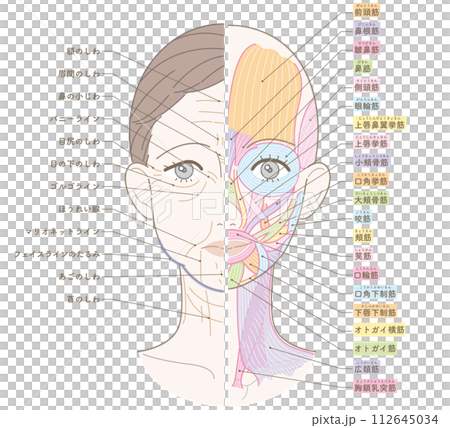 從臉上到脖子的皺紋和下垂，半塊肌肉，有名字 112645034