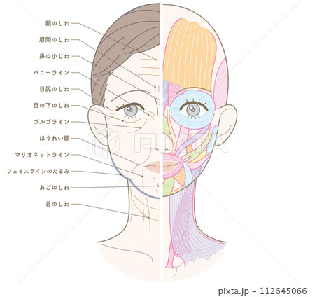 顔から首までのシワたるみ 半分筋肉 シワたるみ側のみ名称あり 顔から首までのシワたるみ 半分筋肉 シワたるみ側のみ名称あり 112645066
