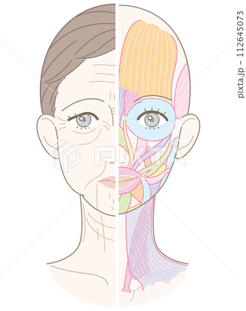 顔から首までのシワたるみ 半分筋肉 名称なし 顔から首までのシワたるみ 半分筋肉 名称なし 112645073