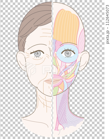 顔から首までのシワたるみ 半分筋肉 名称なし 顔から首までのシワたるみ 半分筋肉 名称なし 112645073