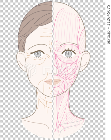 從臉到脖子的皺紋和下垂，半塊肌肉，肌肉線條畫，無名 112645075