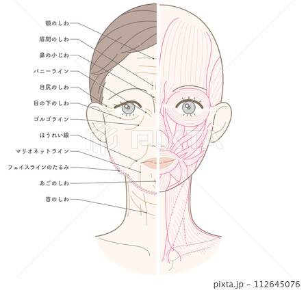 顔から首までのシワたるみ　半分筋肉　筋肉線画　シワたるみ側のみ名称あり 112645076