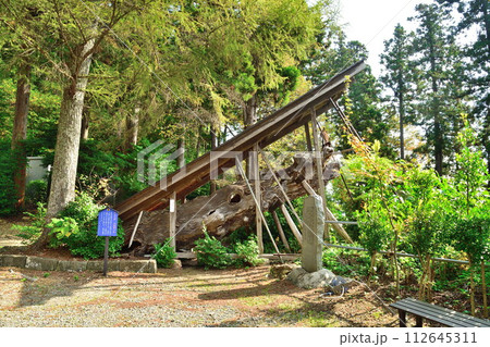 国上寺の五鈷掛け松(新潟県) 国上寺の五鈷掛け松(新潟県) 112645311