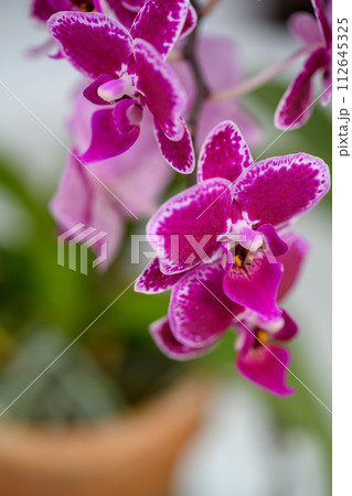 ファレノプシス・チアイ・エンリン_1794 112645325