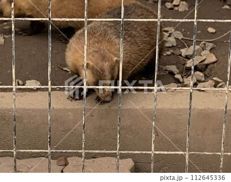 捕獲されたカピバラ 112645336