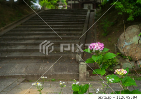京都市東山区智積院(ちしゃくいん)に咲く梅雨時期の紫陽花を撮影 京都市東山区智積院(ちしゃくいん)に咲く梅雨時期の紫陽花を撮影 112645394