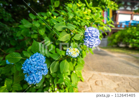 京都市東山区智積院（ちしゃくいん）に咲く梅雨時期の紫陽花を撮影 112645405