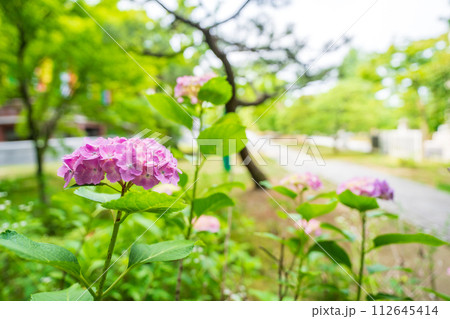 京都市東山区智積院(ちしゃくいん)に咲く梅雨時期の紫陽花を撮影 京都市東山区智積院(ちしゃくいん)に咲く梅雨時期の紫陽花を撮影 112645414