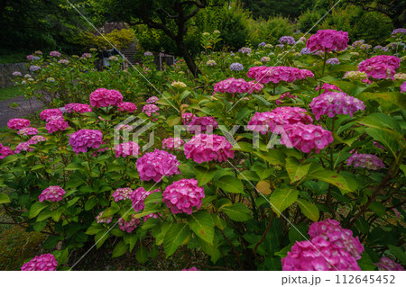京都市東山区智積院(ちしゃくいん)に咲く梅雨時期の紫陽花を撮影 京都市東山区智積院(ちしゃくいん)に咲く梅雨時期の紫陽花を撮影 112645452