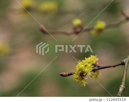 3月に咲いた黄色いダンコウバイの花 3月に咲いた黄色いダンコウバイの花 112645519