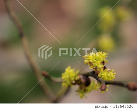3月に咲いた黄色いダンコウバイの花 3月に咲いた黄色いダンコウバイの花 112645520