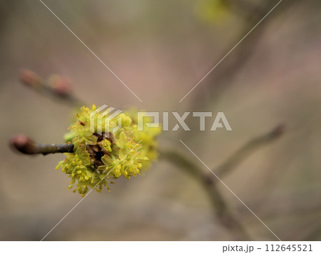 3月に咲いた黄色いダンコウバイの花 3月に咲いた黄色いダンコウバイの花 112645521
