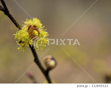 3月に咲いた黄色いダンコウバイの花 112645522