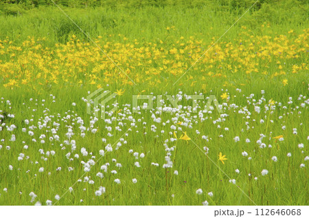 夏の駒止湿原 112646068