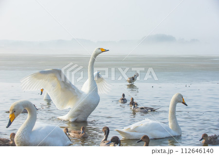 宮城　内沼の白鳥 112646140