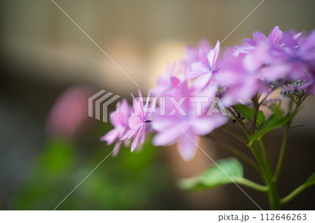 京都府宇治田原町湯屋谷空廣日本緑茶の祖と呼ばれる永谷宗円の生家の紫陽花を撮影 112646263