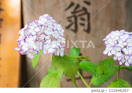 京都府宇治田原町湯屋谷空廣日本緑茶の祖と呼ばれる永谷宗円の生家の紫陽花を撮影 京都府宇治田原町湯屋谷空廣日本緑茶の祖と呼ばれる永谷宗円の生家の紫陽花を撮影 112646267